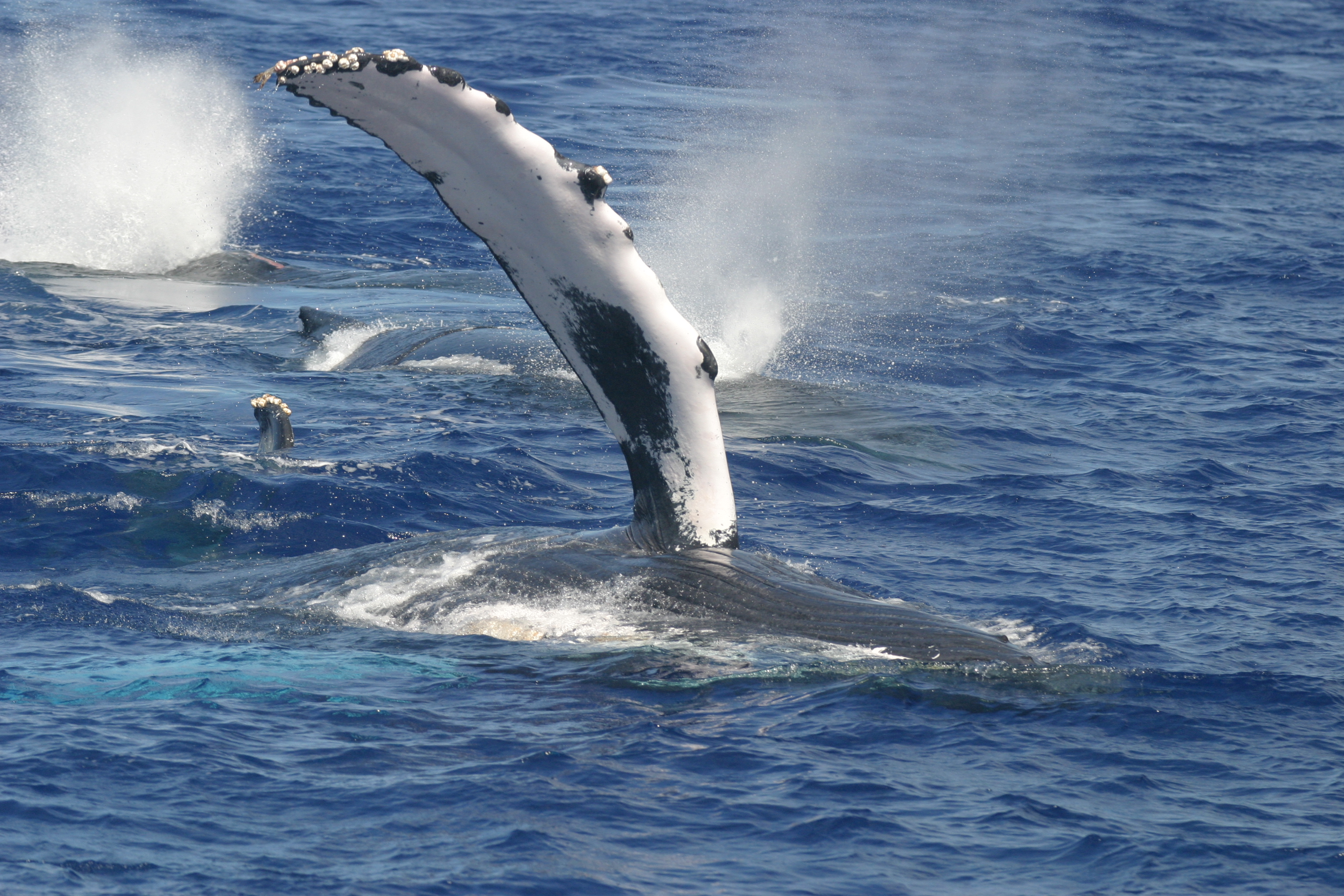 This is an image of a humpback whale pectoral fin wave.